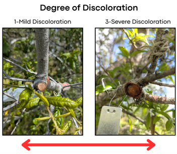pruning cuts
